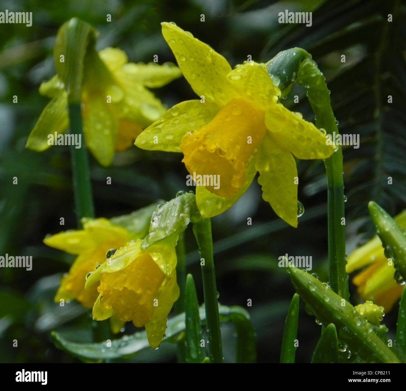 This King Alfred daffodil blooms in the spring beginning in March