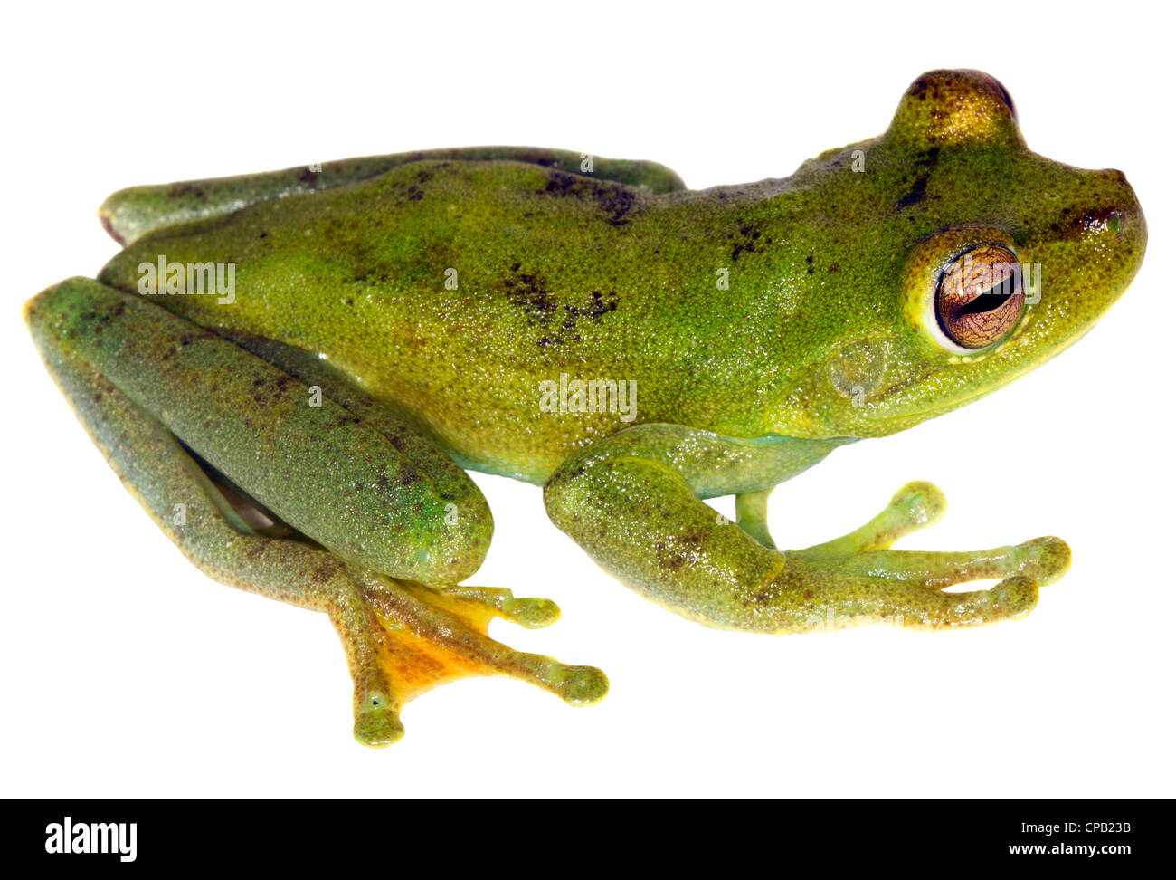 Green treefrog Hypsiboas pellucens, Ecuador. Stock Photo