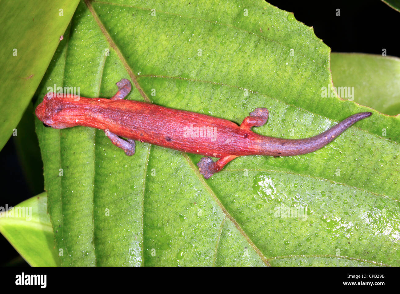 Amazon Climbing Salamander (Bolitoglossa peruviana) Stock Photo