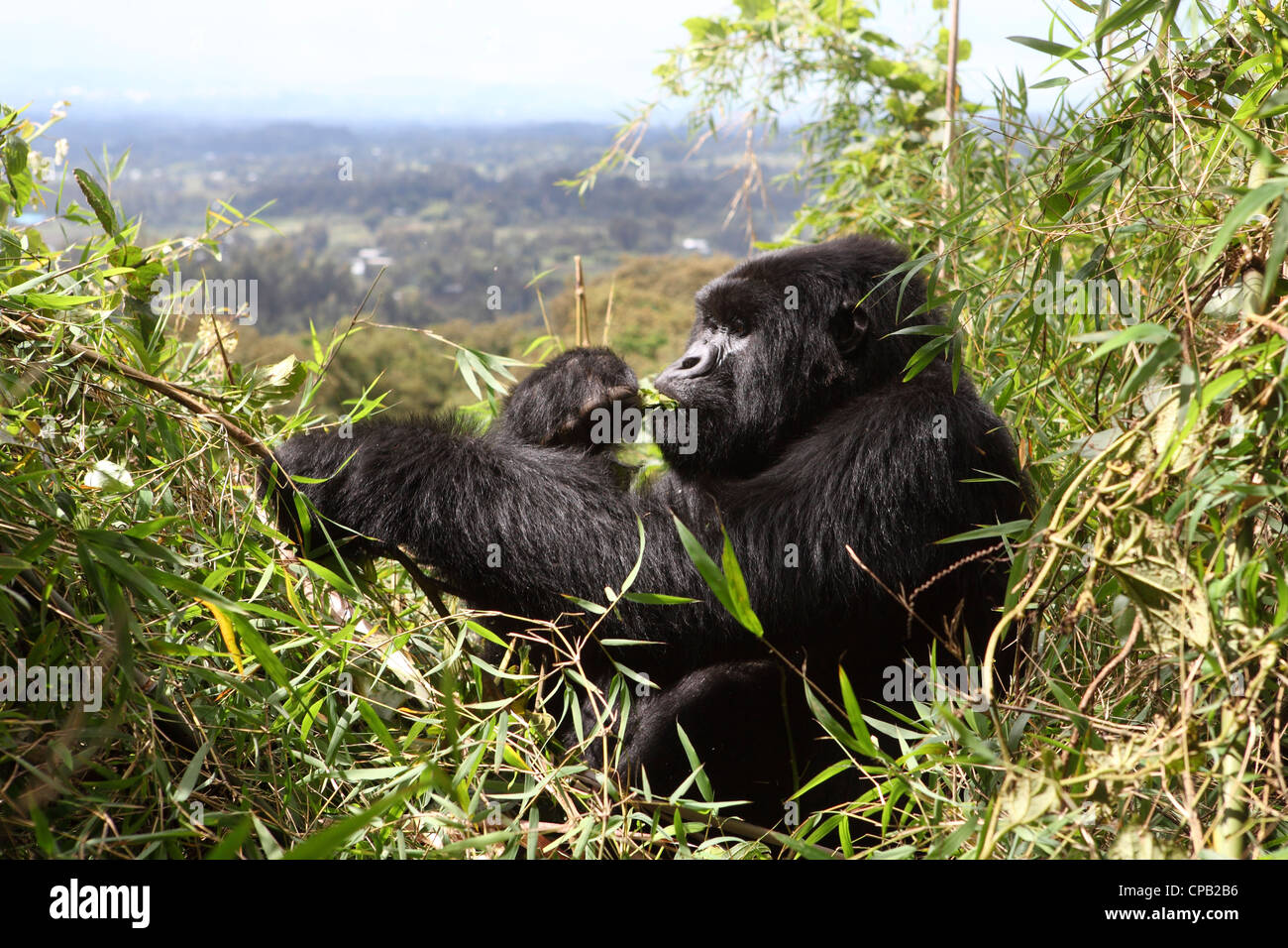 Mountain gorilla (Gorilla beringei beringei) feeds on bamboo in a nest in the Volcanoes National Park, Rwand Stock Photo