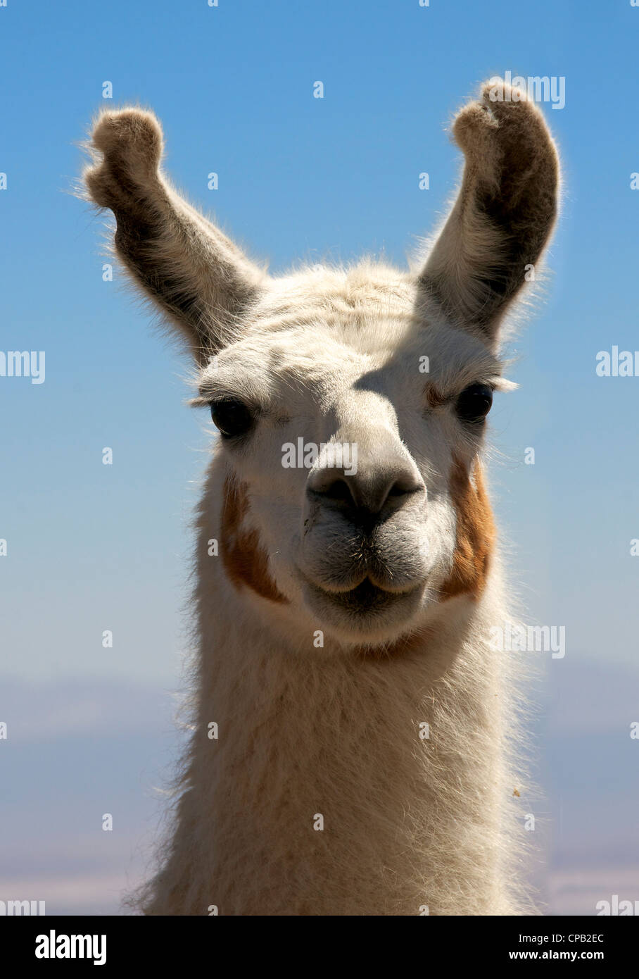 Close-up portrait female llama Chile Stock Photo