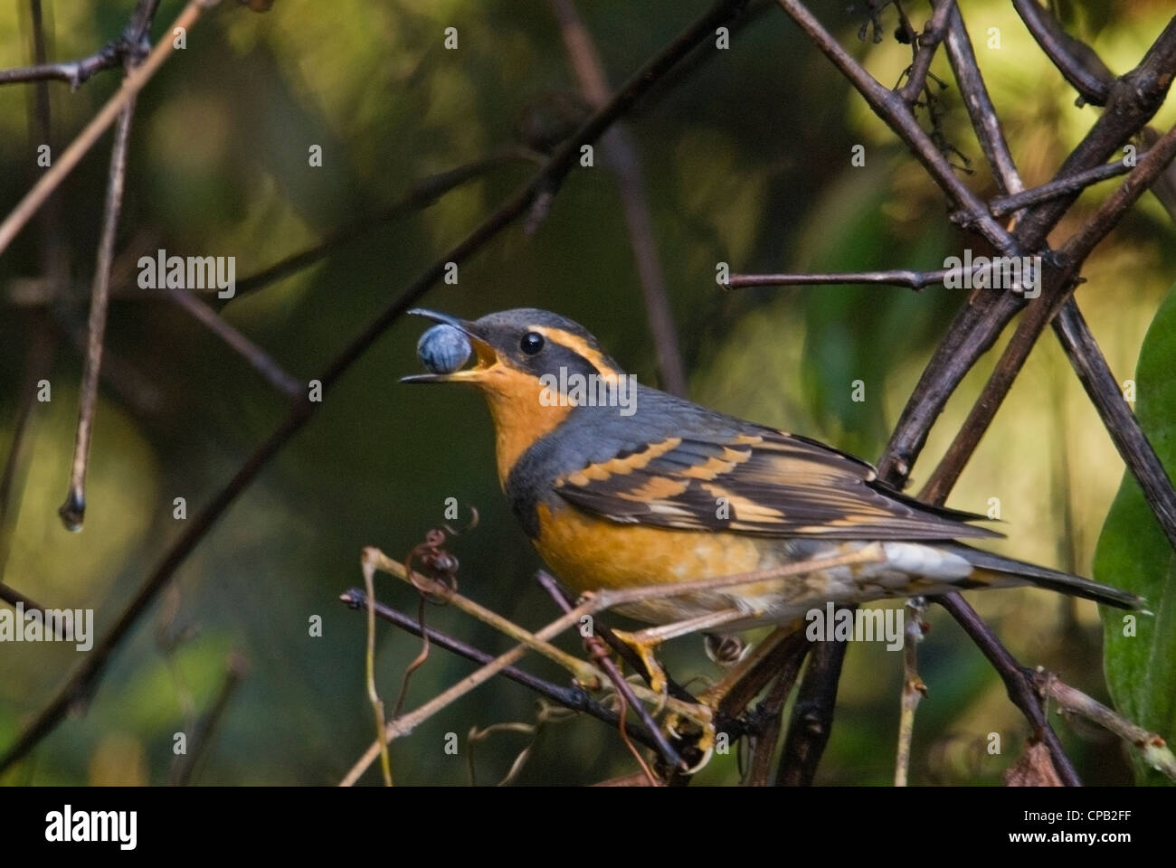 A Varied Thrush Male feeds on the fruit of a wild grape, Sierra ...