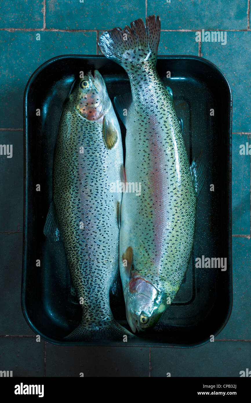 Rainbow trout sitting in baking tray Stock Photo Alamy