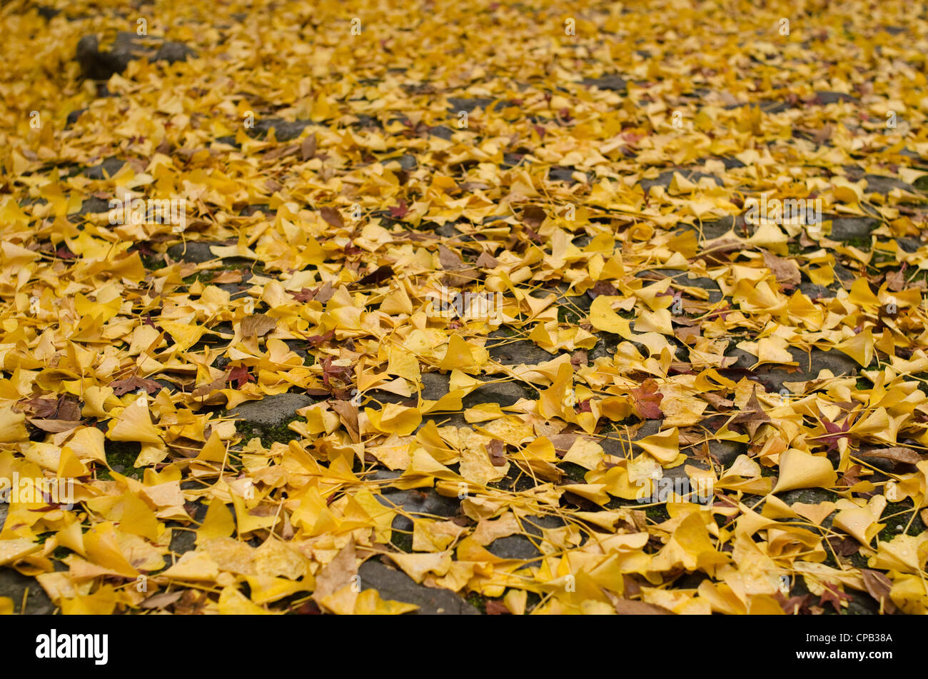 Background pattern of yellow ginkgo leaves on the ground in autumn ...