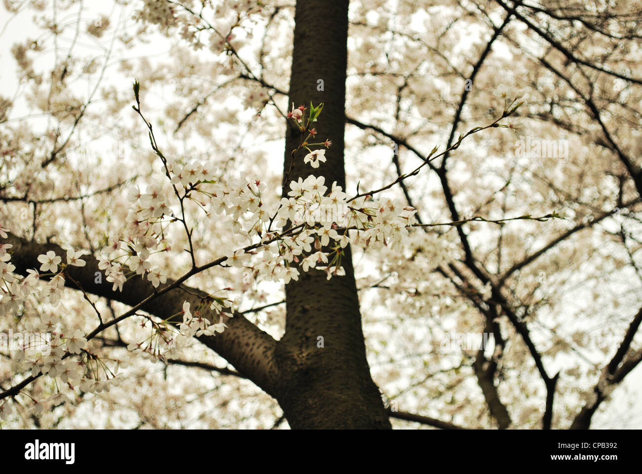 Blossom in Chinese garden Suzhou, China Stock Photo Alamy
