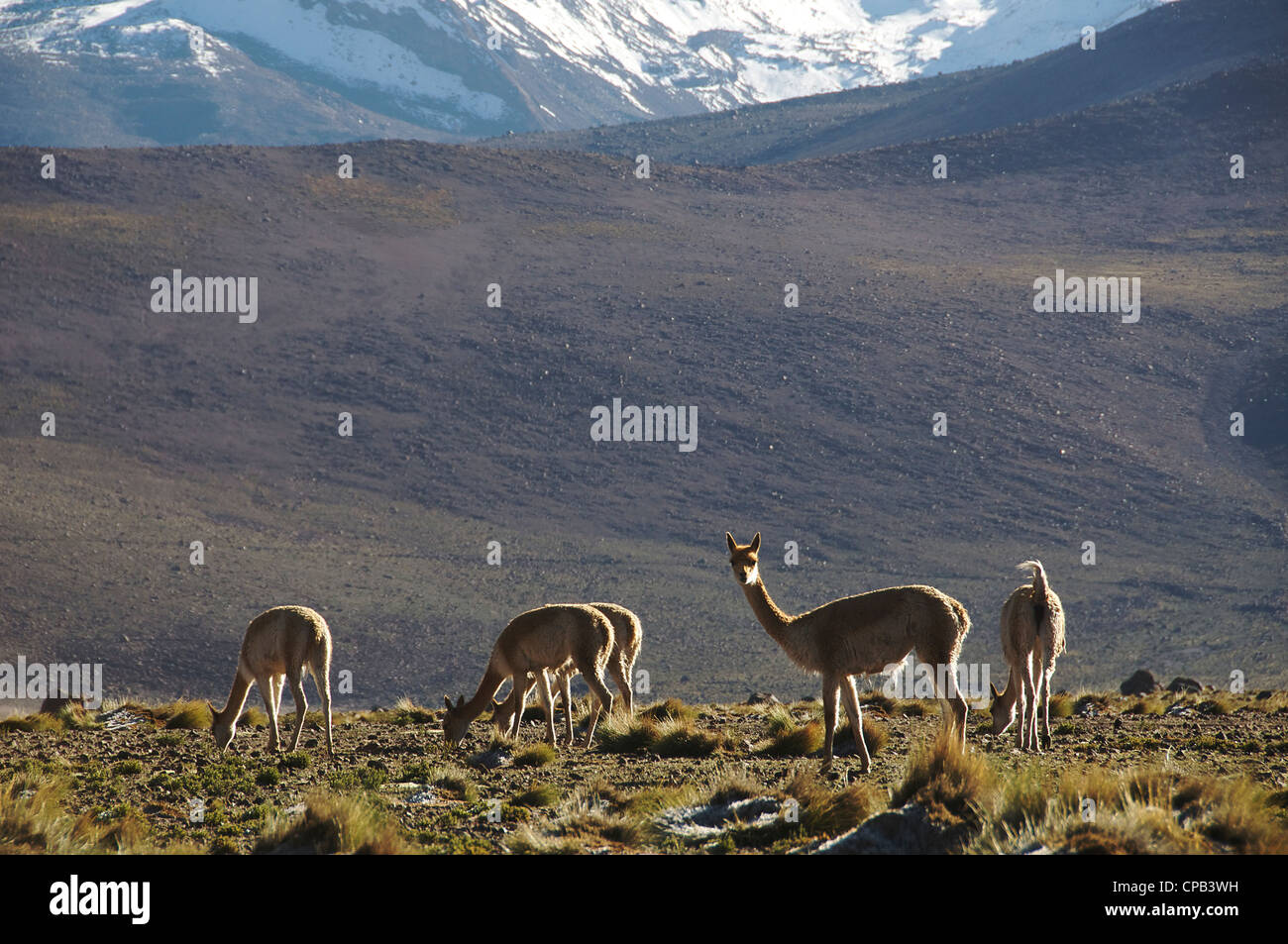 Vicunas Tatio Geysers Chile Stock Photo