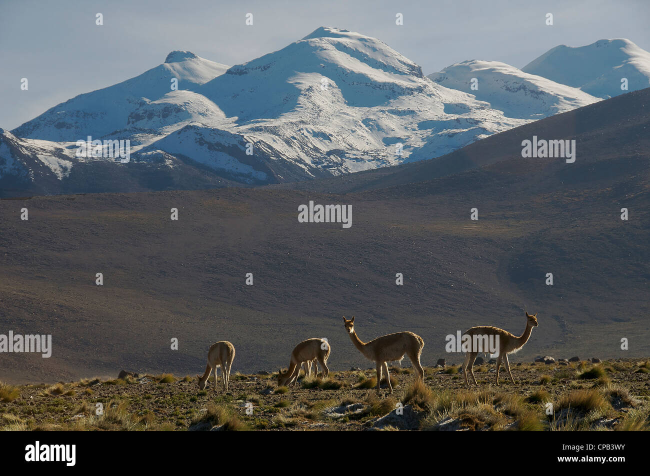 Vicunas Tatio Geysers Chile Stock Photo