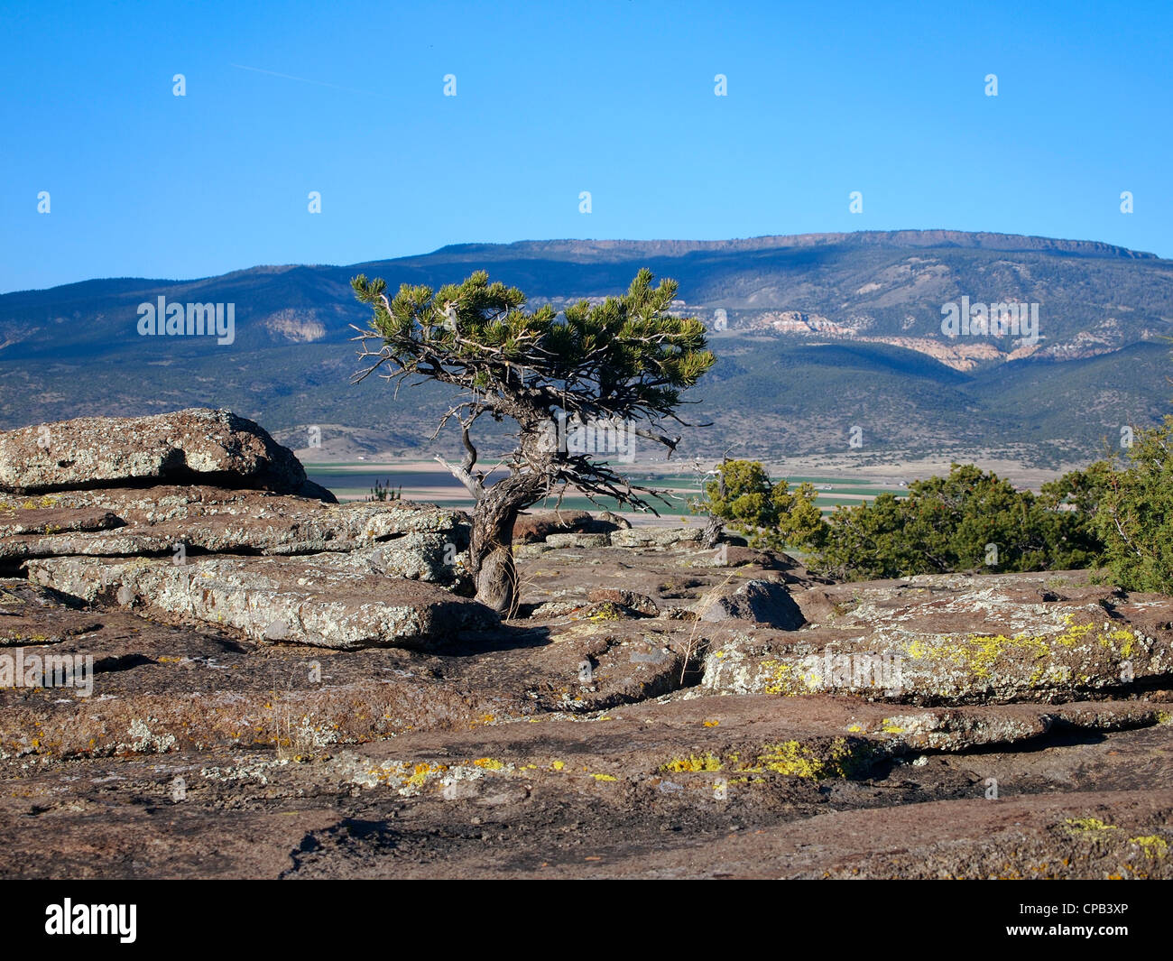 High plateau in background with small pinyon tree in foreground. Stock Photo