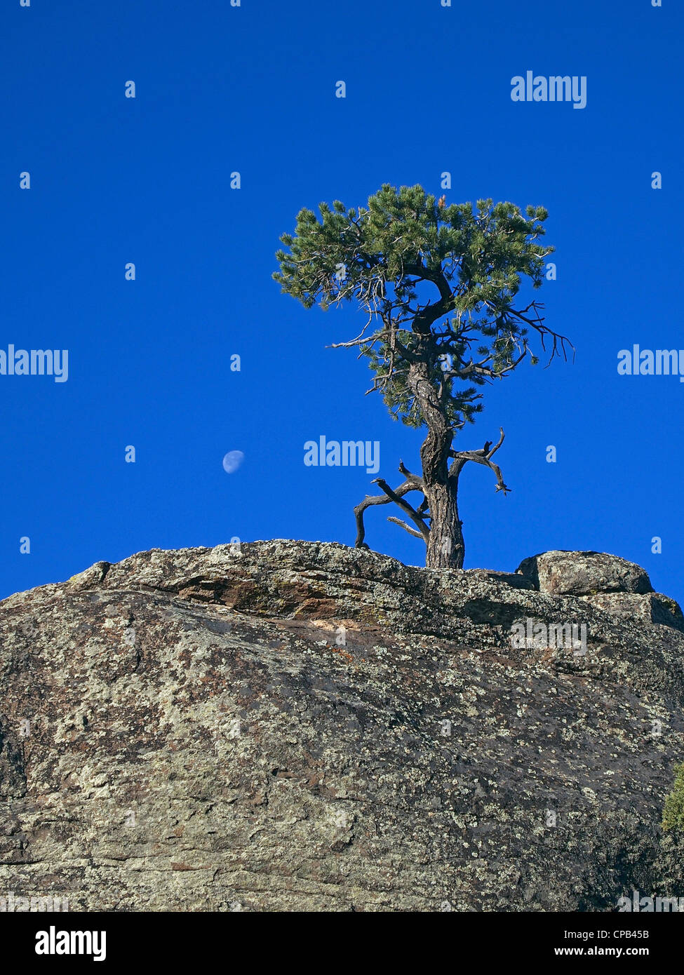 The moon sets behind a pinyon pine tree early on a desert morning. Stock Photo