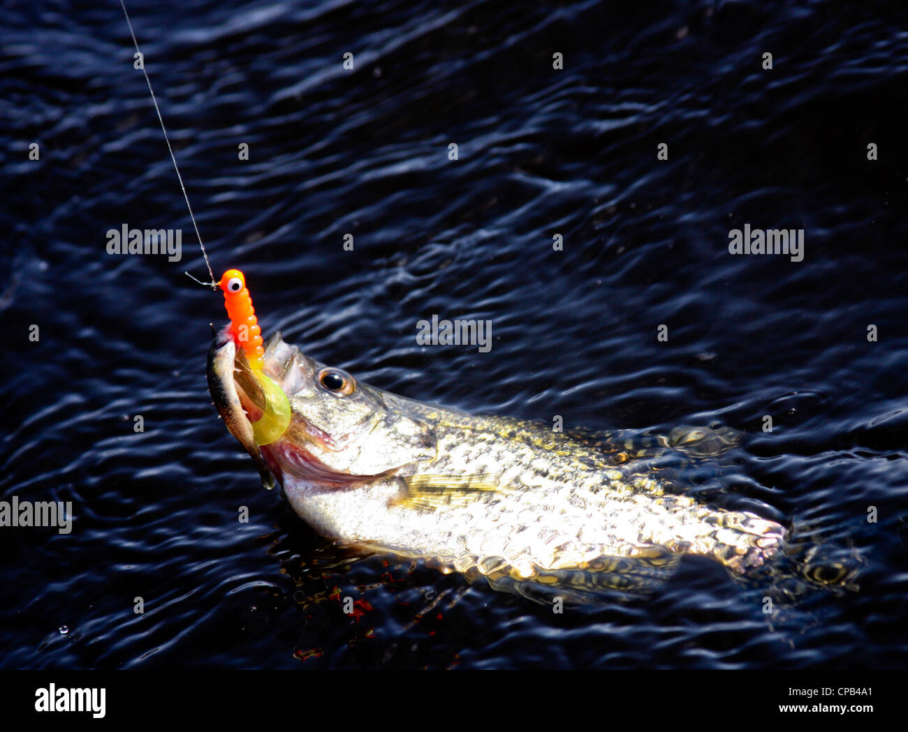crappie hooked and being reeled in with orange bait in it's mouth Stock Photo