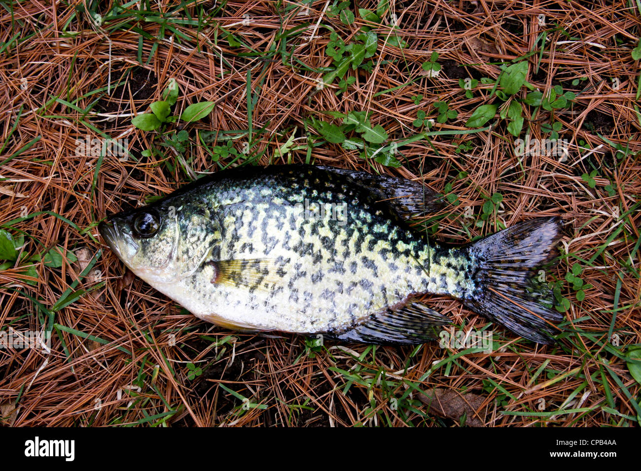 crappie fish close up laying on a bed of pine needles and leaves Stock Photo