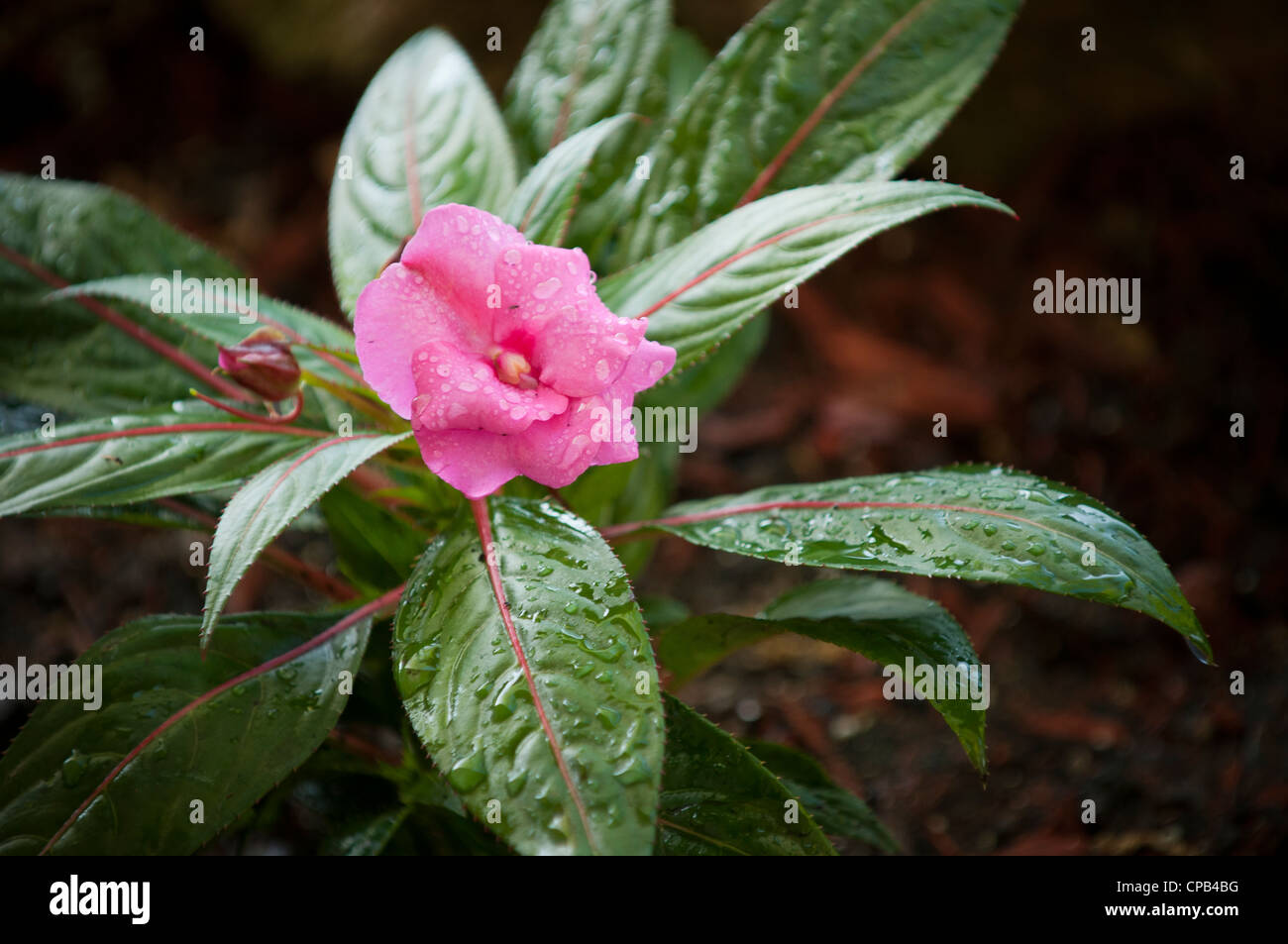 A purple impatiens plant Stock Photo