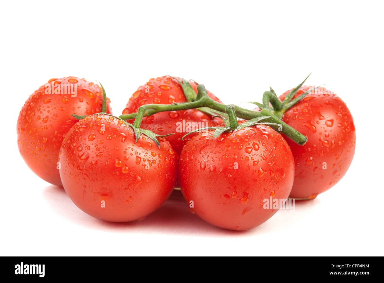The branch of the red and fresh tomatoes with water drops on a white ...