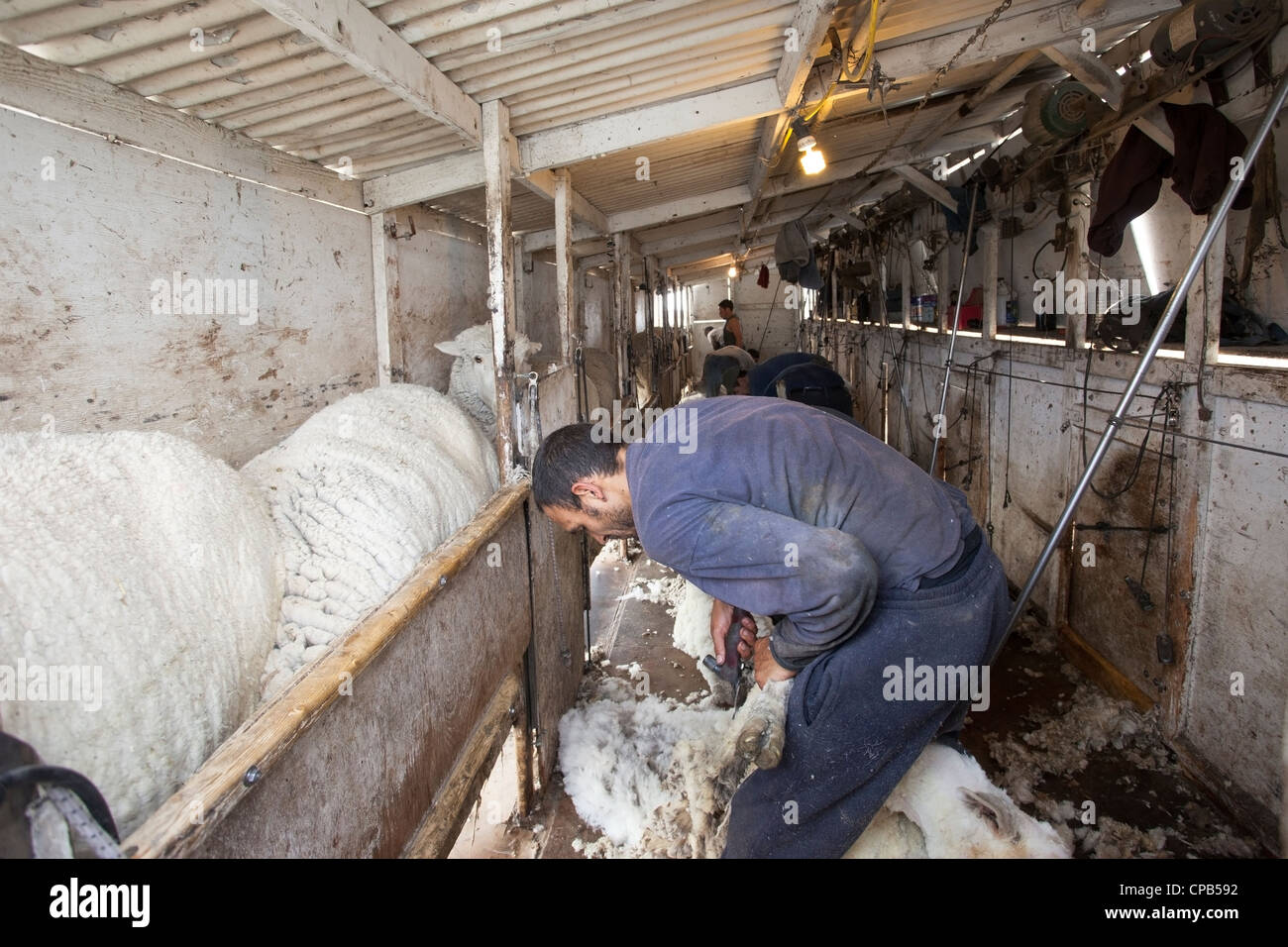Sheep shearing shed on livestock ranch to harvest wool for textile and