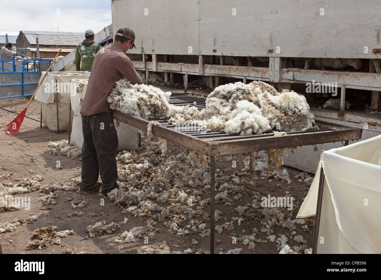 Sheep wool on sort table and quality check on livestock ranch to