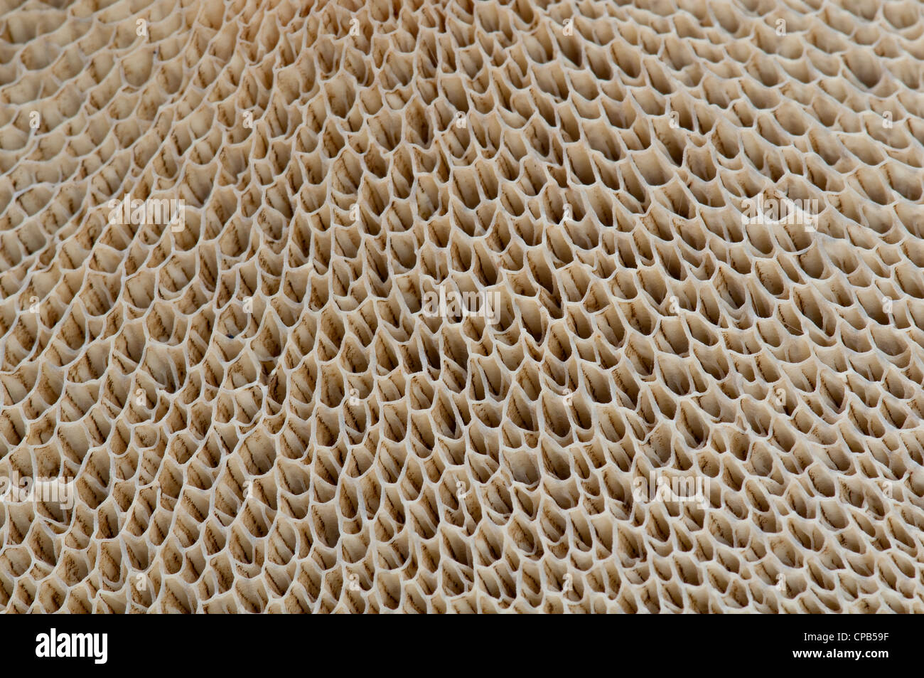 Spore tubes on underside of toadstool: Boletus sp. Stock Photo