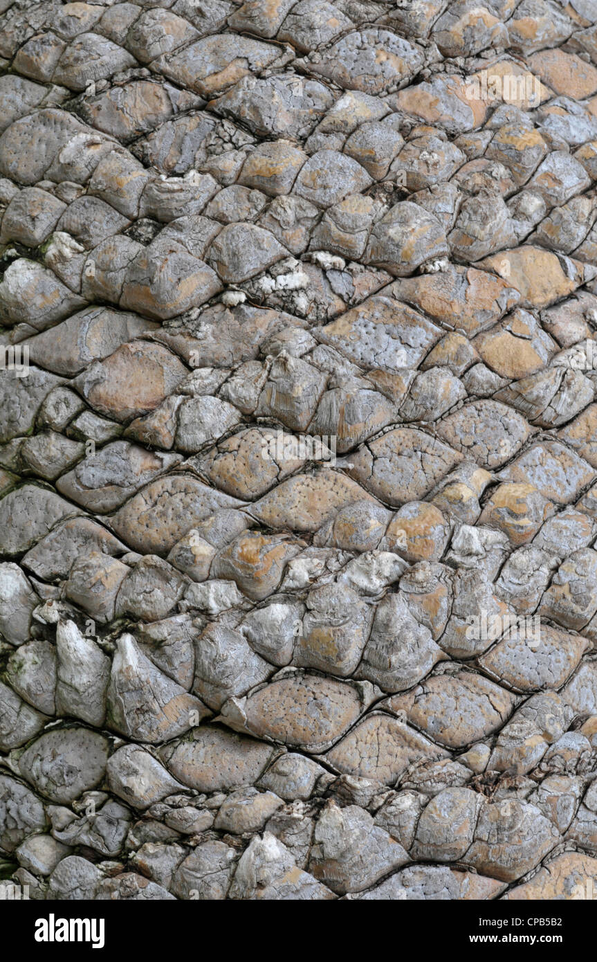 Cycad: Encephalartos altensteinii Stock Photo