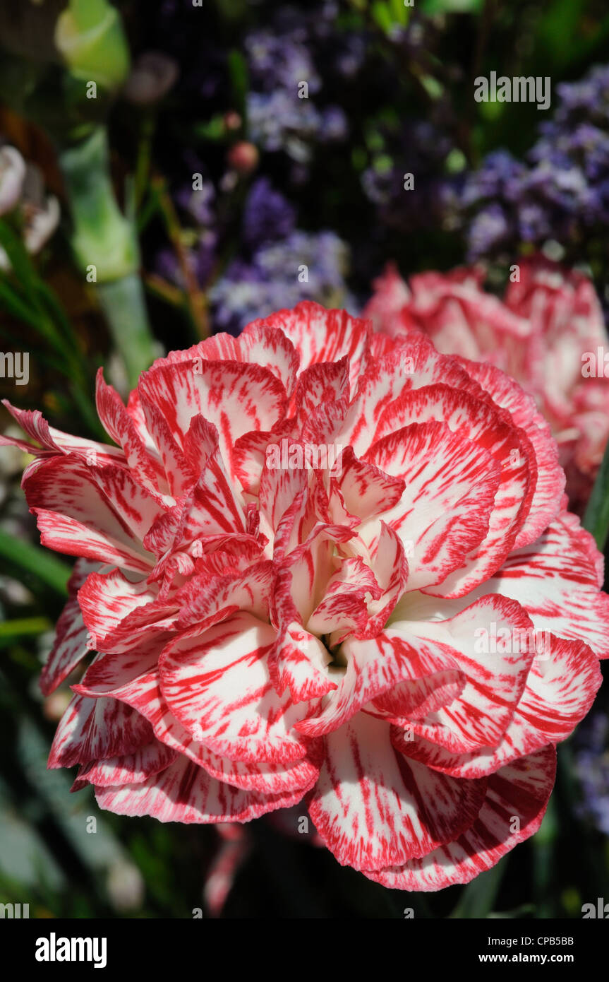 Pink white striped carnation hires stock photography and images Alamy