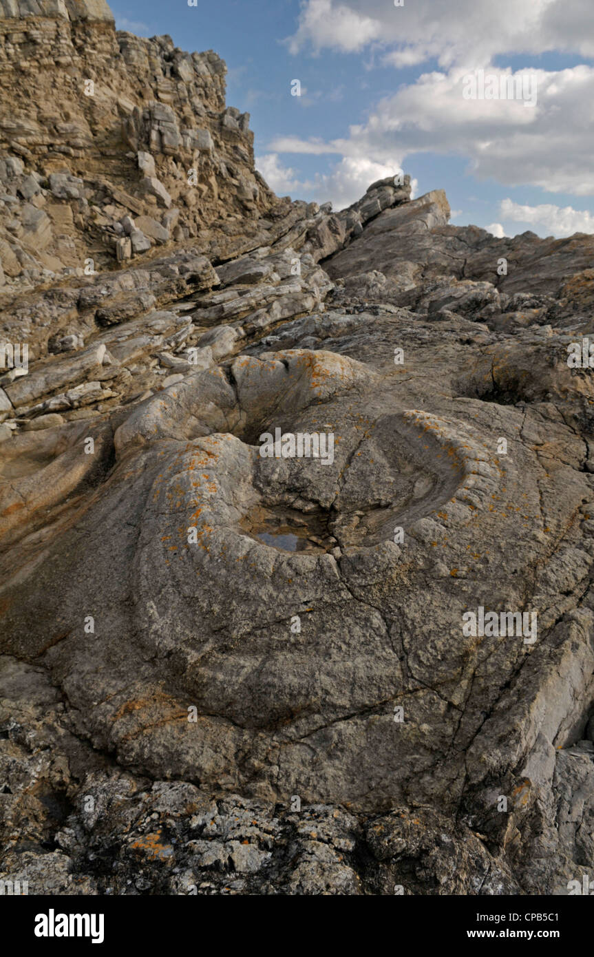 Fossil Forest, Lulworth Cove, Dorset, Engalnd Stock Photo Alamy
