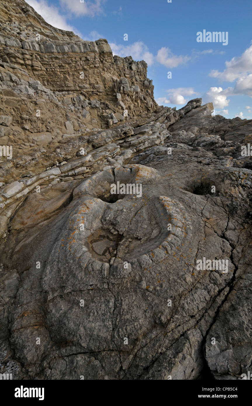 Fossil Forest, Lulworth Cove, Dorset, Engalnd Stock Photo Alamy