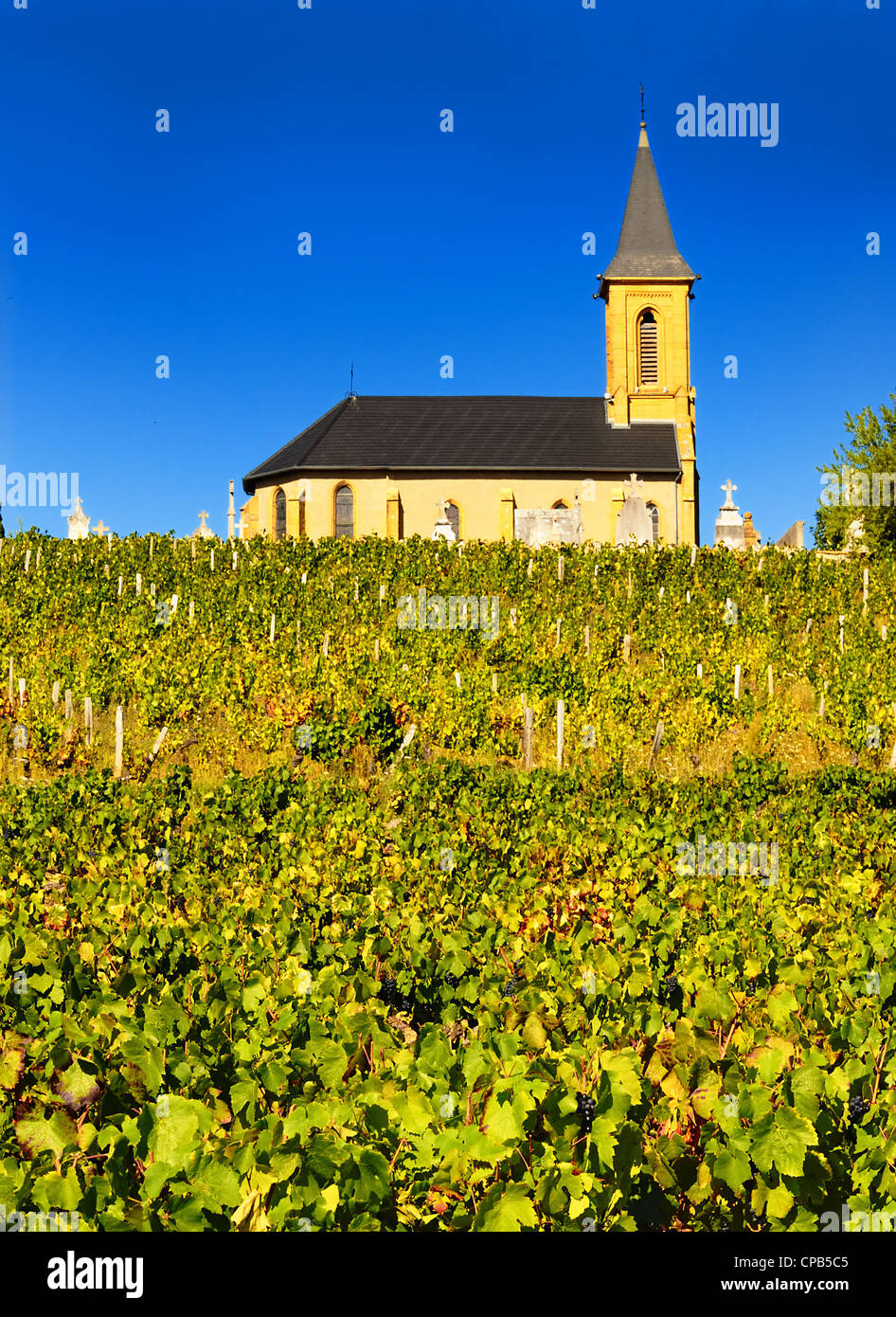 Rows of vines to sunrise with church in background Stock Photo