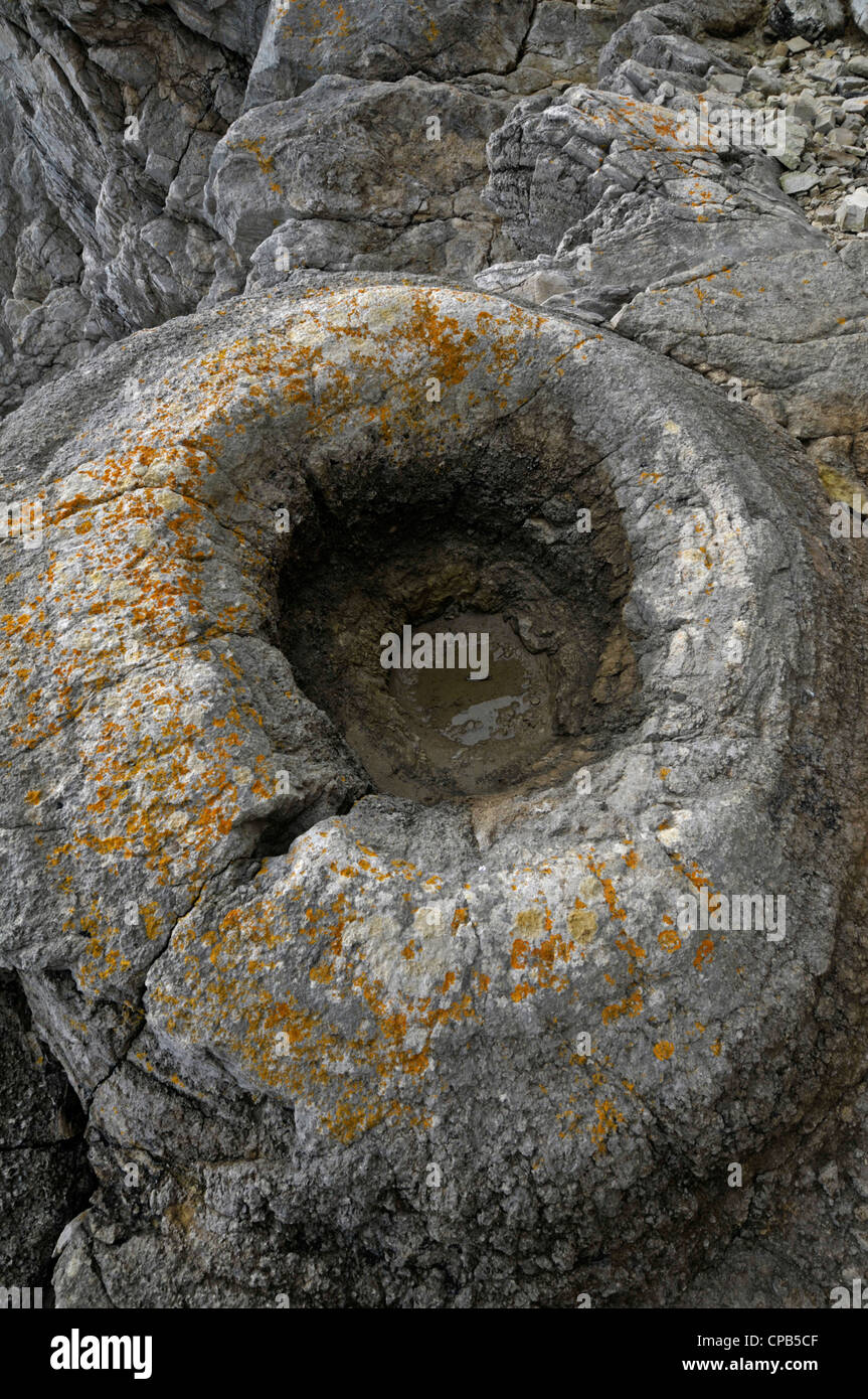 Fossil Forest, Lulworth Cove, Dorset, Engalnd Stock Photo Alamy