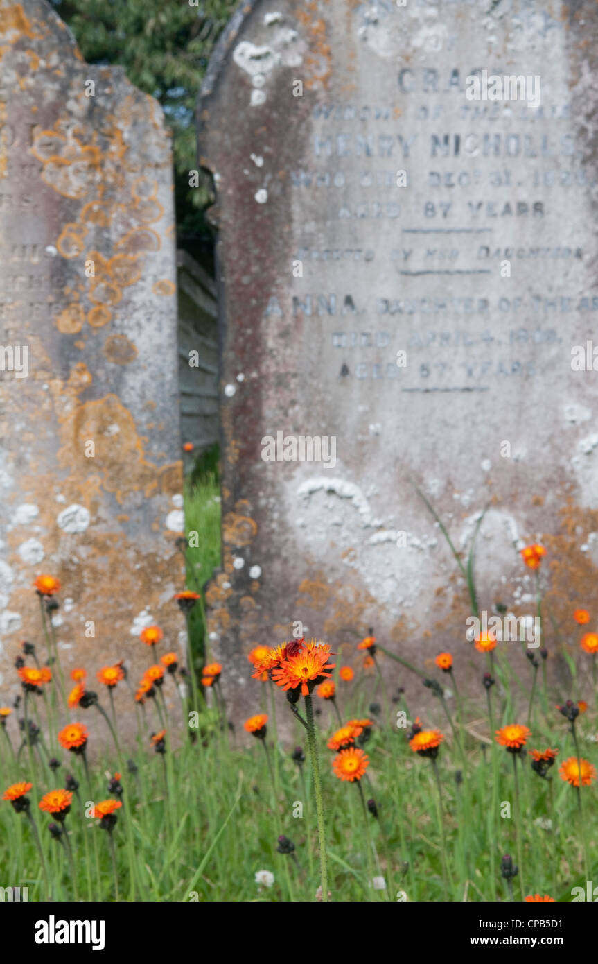 Fox and Cubs: Pilosella aurantiaca. Churchyard, Slapton, Devon, England  Also known as Orange Hawkweed Stock Photo
