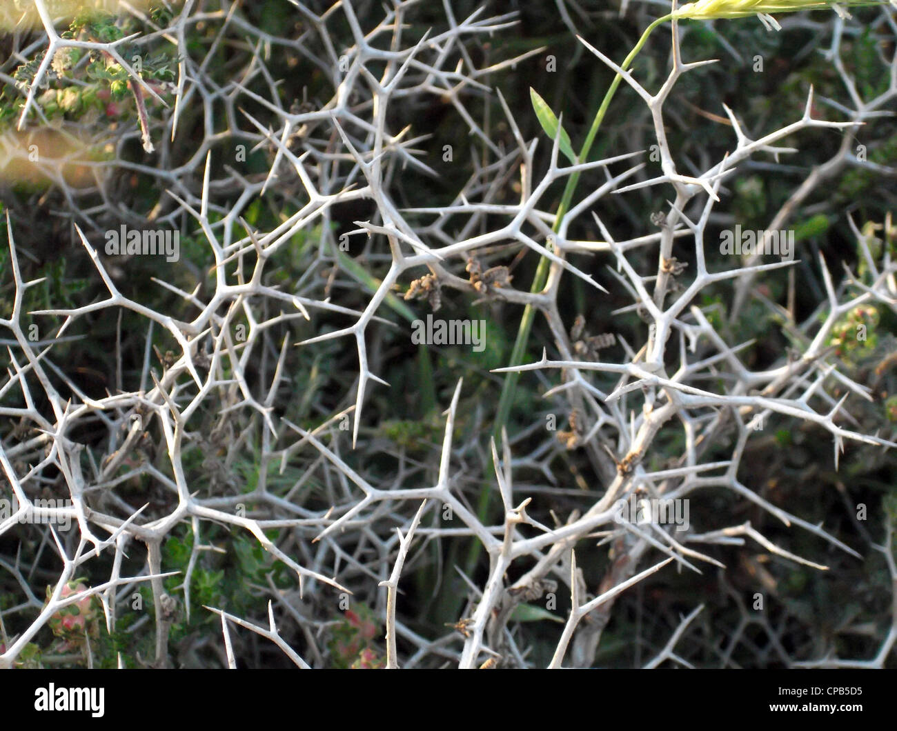 group of desert thorn plant Stock Photo Alamy