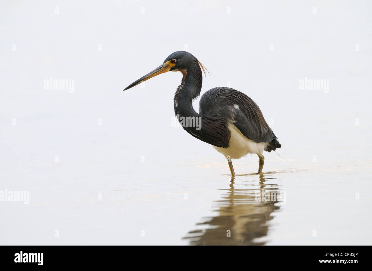 Tricolored Heron, Egretta tricolor, in the shallow waters of lagoon and marsh of Fort de Soto hunting fish , Florida, USA Stock Photo