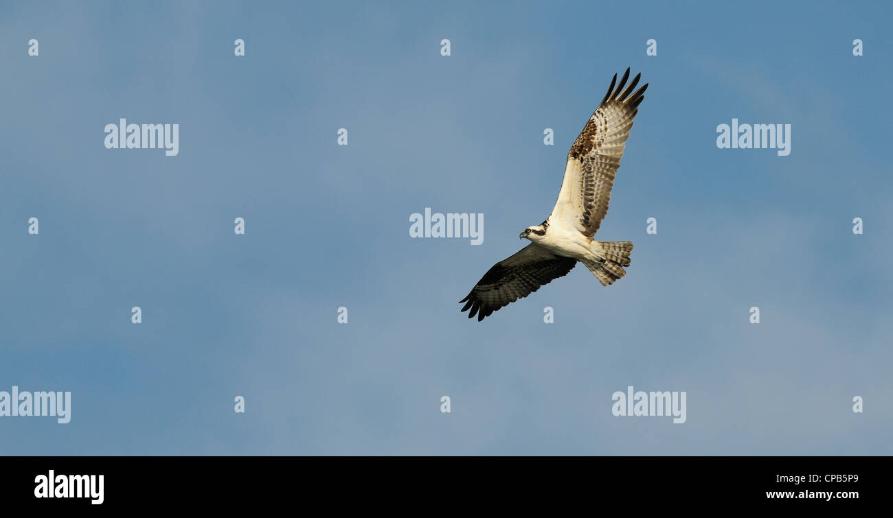 osprey, Pandion haliaetus flying around and with fish as prey on a pole
