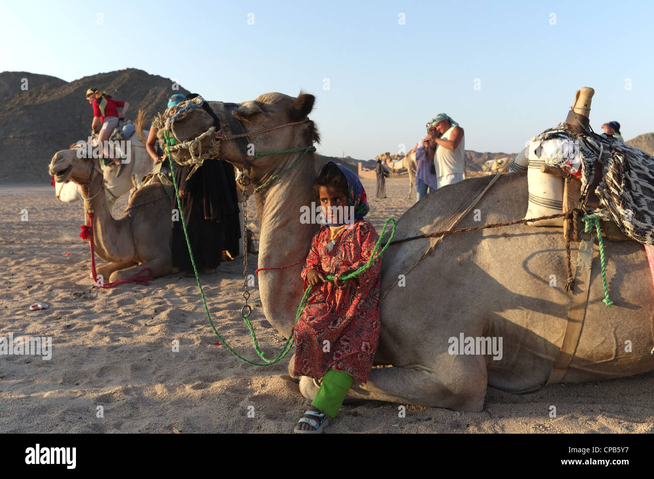 Bedouin girl guide in traditional clothing leads tourists riding camels in desert. Bedouin village about Hurghada, Egypt, Africa Stock Photo