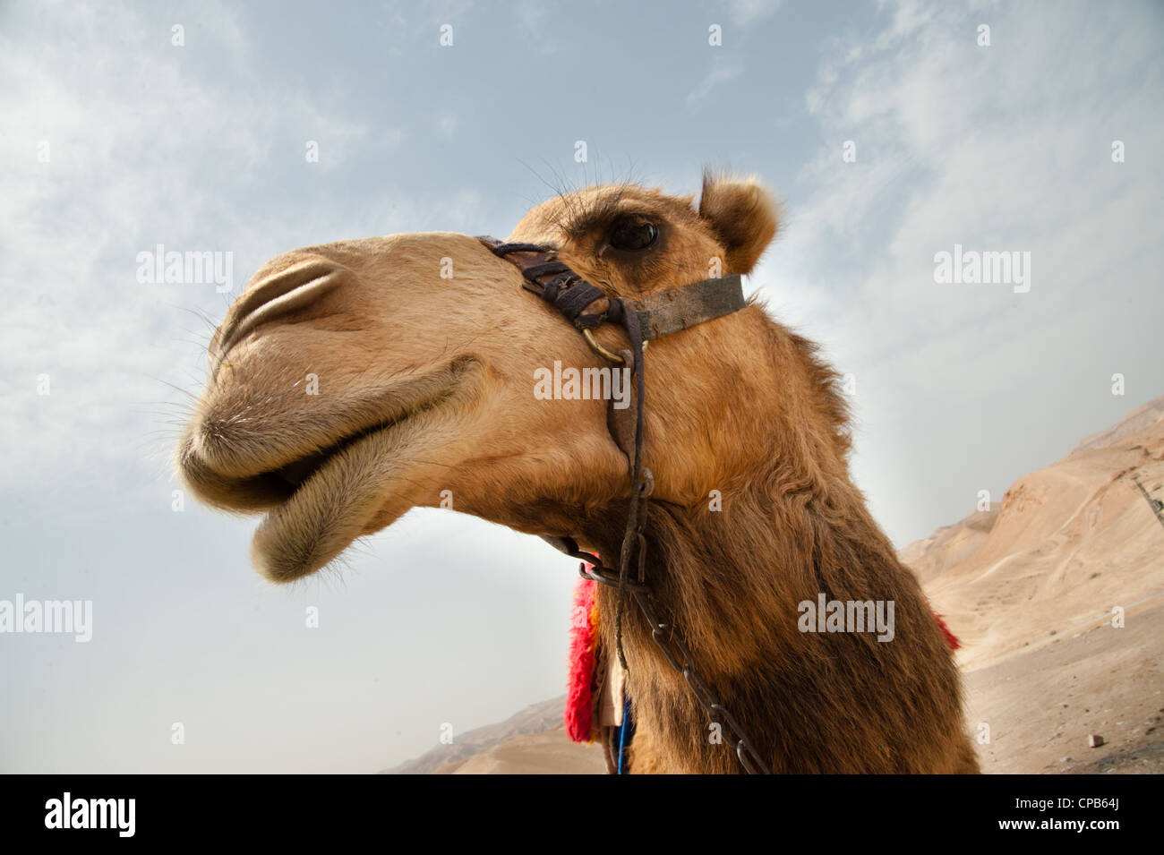A camel in the Jordan Valley desert at Nabi Musa, a Muslim holy site near the West Bank town of Jericho. Stock Photo
