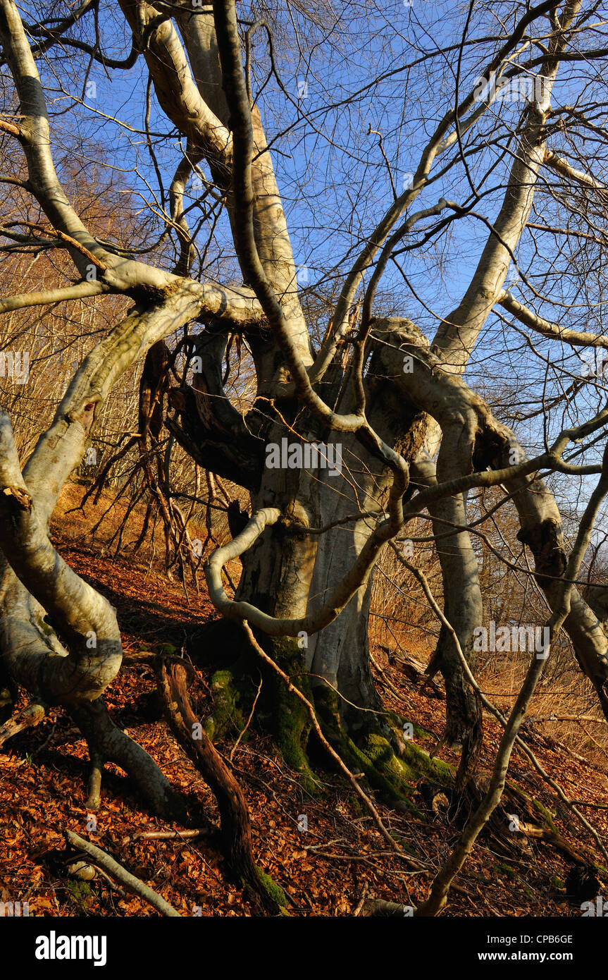 Huge, ancient beech tree deformed into the shape of an imaginary monster of the forest, Loch Tay-side, Perthshire, Scotland, UK Stock Photo