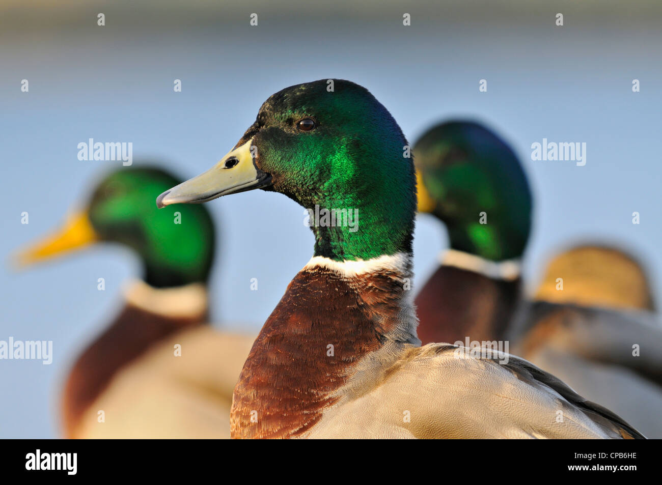 A trio of male mallard ducks at Loch Fleet Nature Reserve, Sutherland