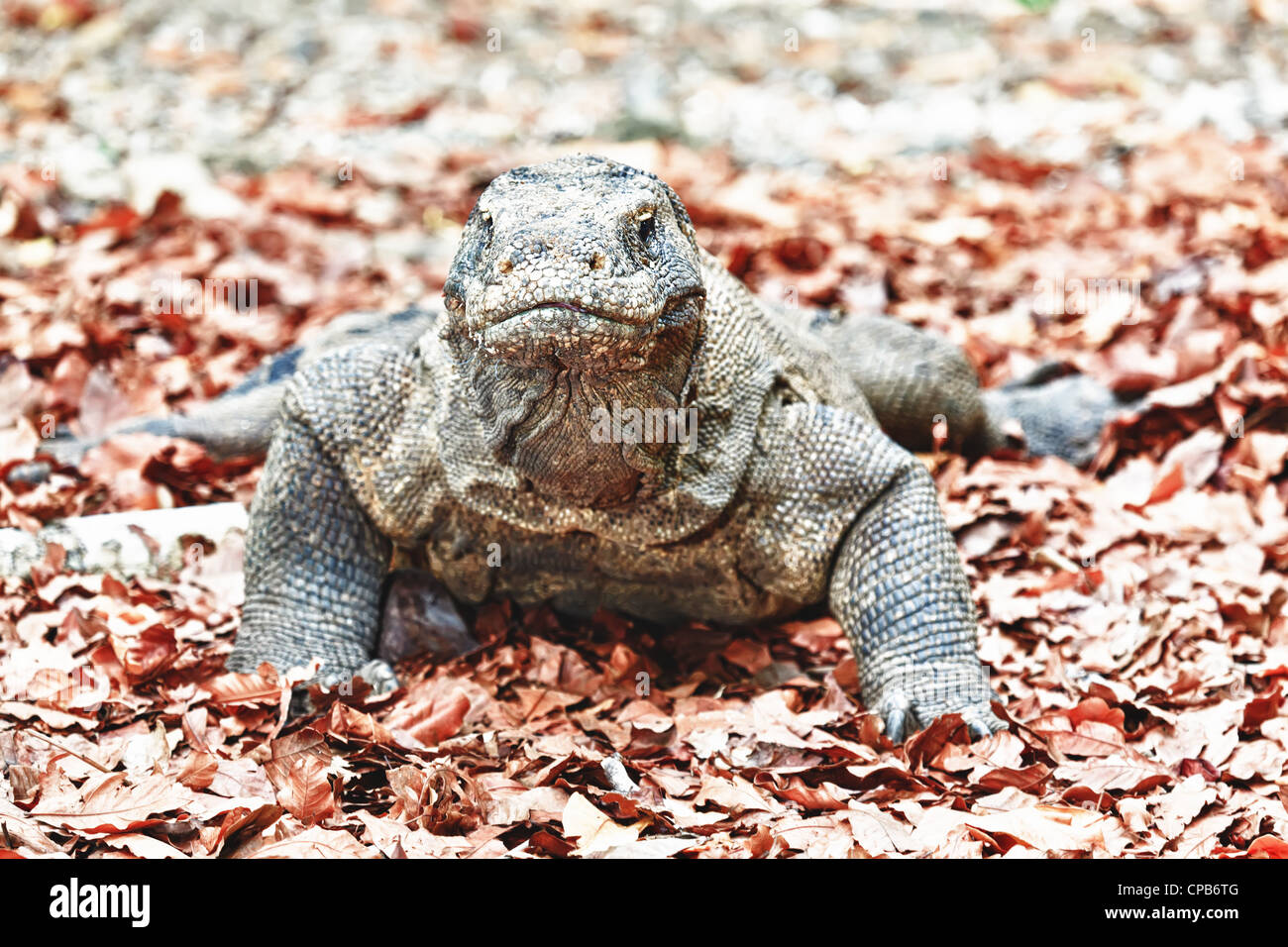 Portrait of Komodo Dragon (Varanus komodoensis). Rinca Stock Photo