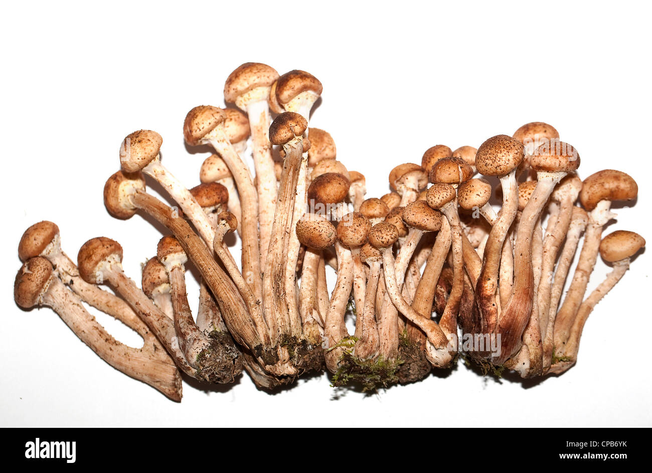 honey mushroom on the white background Stock Photo