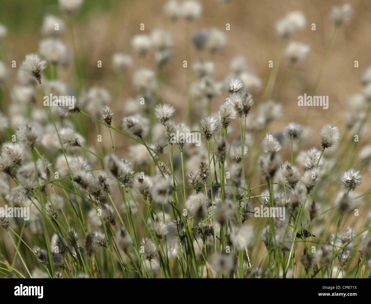 infructescence from Hare´s-tail Cotton grass / Eriophorum vaginatum / Scheiden-Wollgras Stock Photo