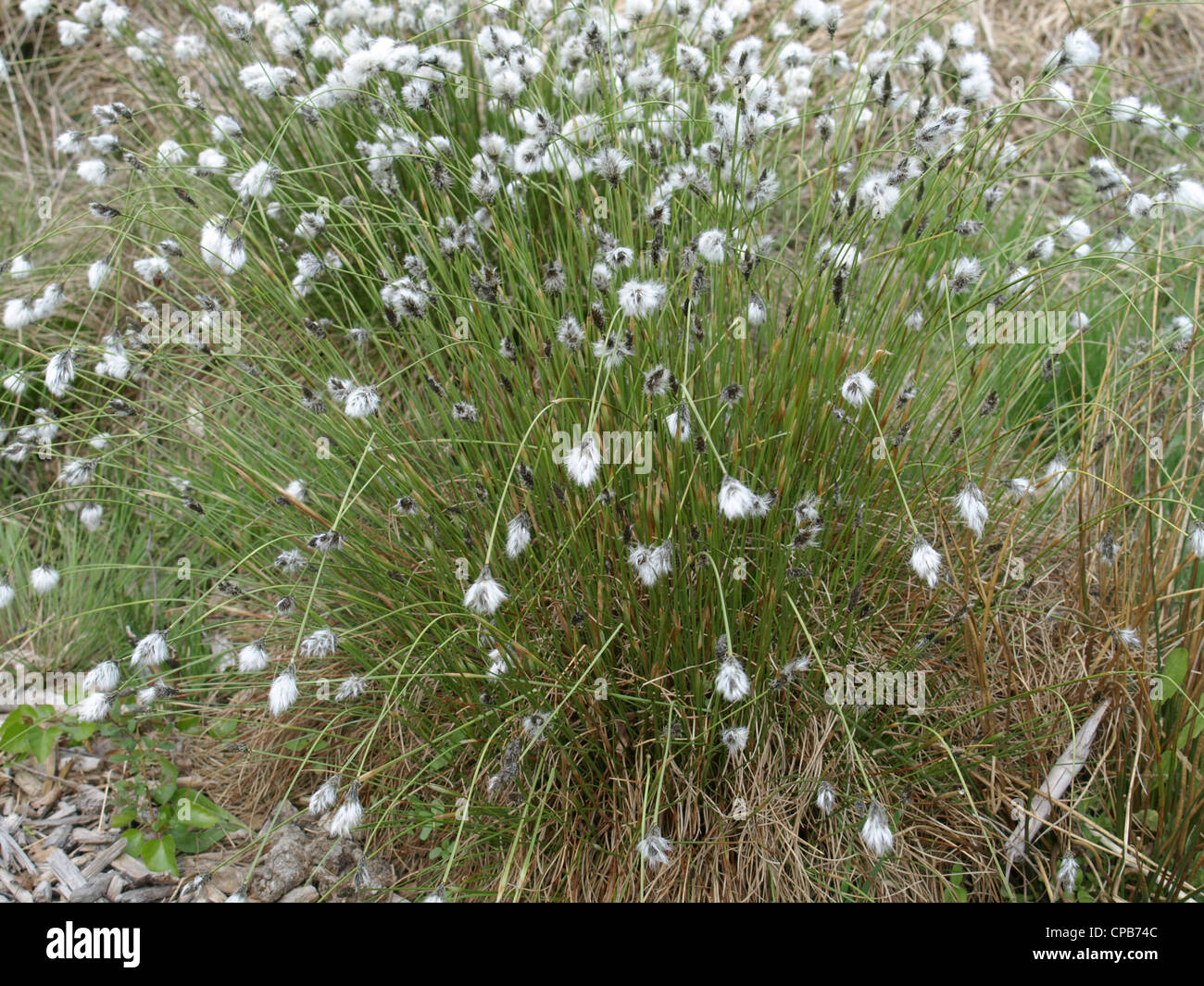 infructescence from Hare´s-tail Cotton grass / Eriophorum vaginatum / Scheiden-Wollgras Stock Photo