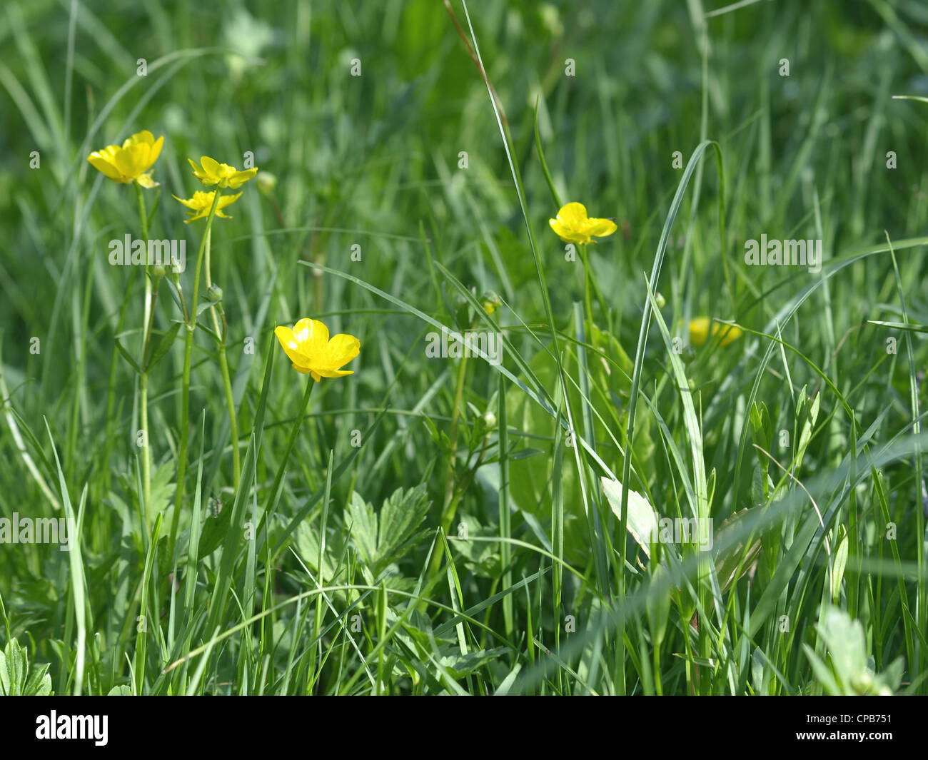 Buttercups invasive hires stock photography and images Alamy