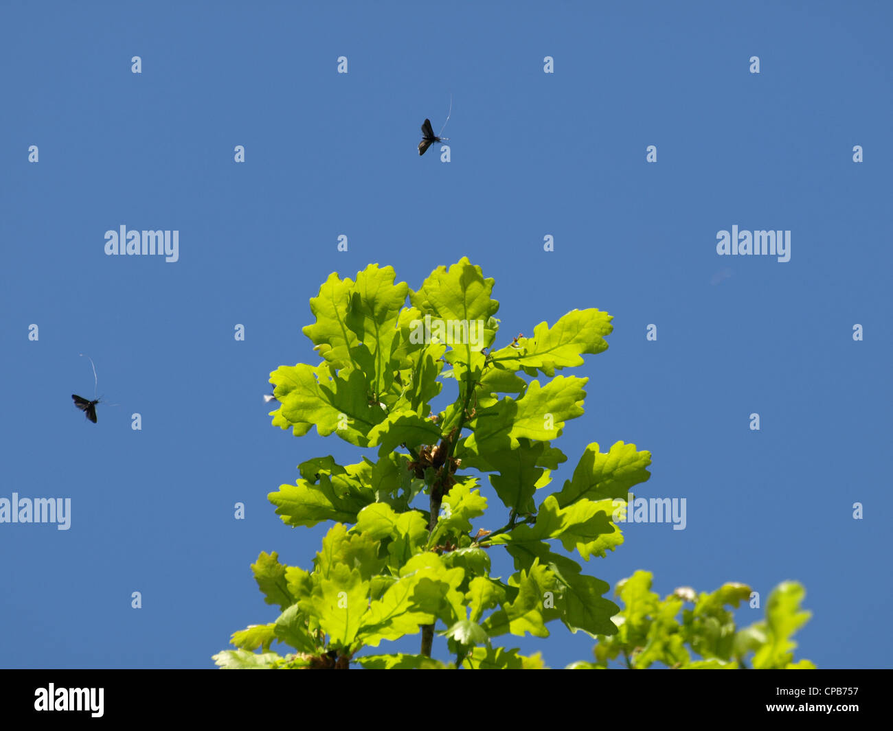Green longhorn moth / Adela reaumurella swarming around a oak / Langhornmotten schwärmen um Eiche Stock Photo