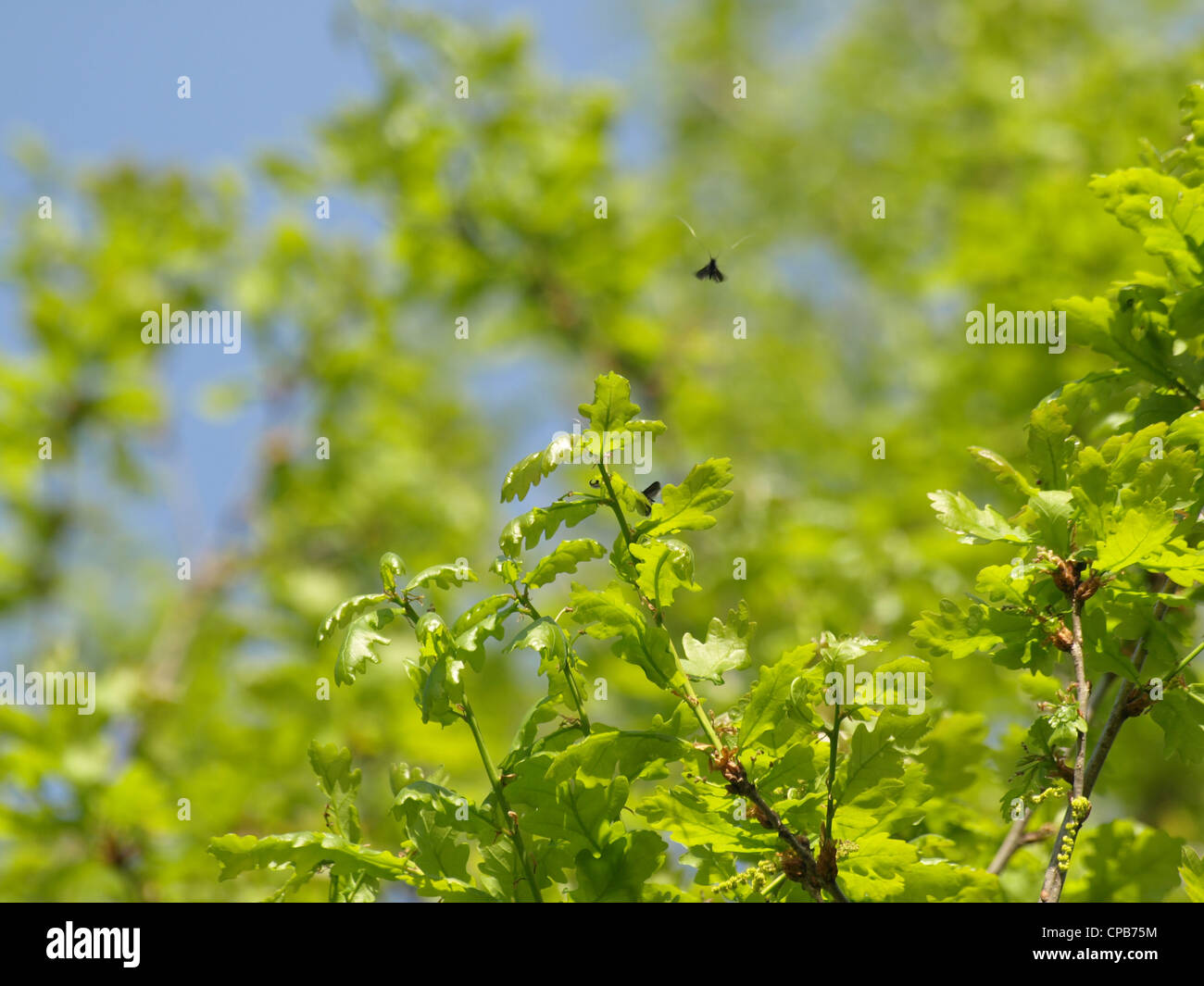 Green longhorn moth / Adela reaumurella swarming around a oak / Langhornmotten schwärmen um Eiche Stock Photo