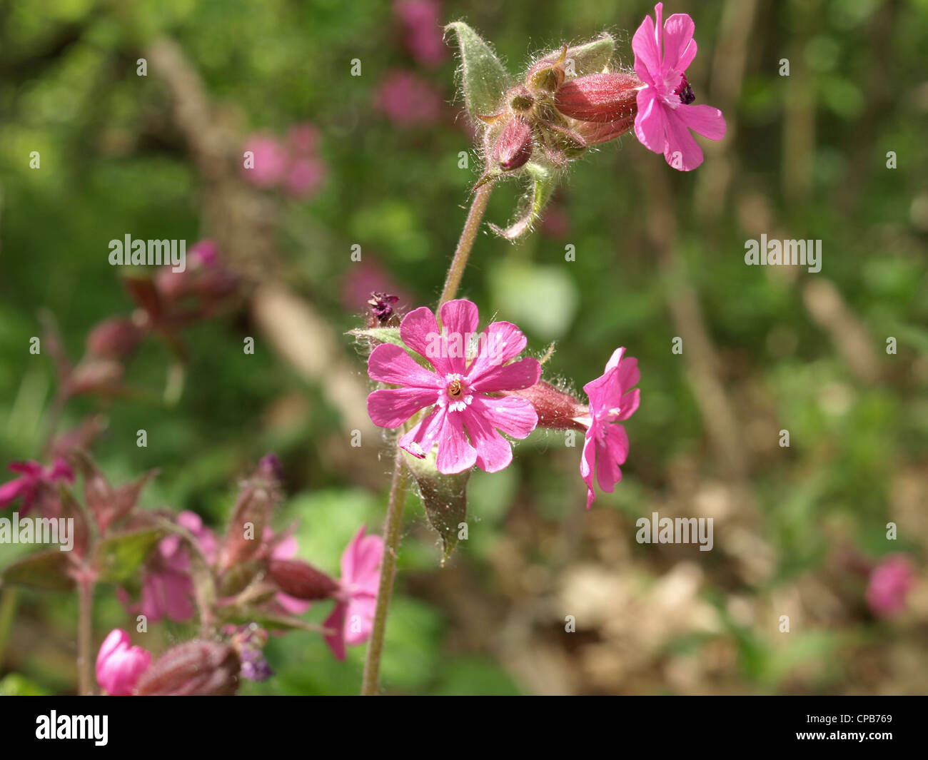 Red campion / Silene dioica / Rote Lichtnelke Stock Photo