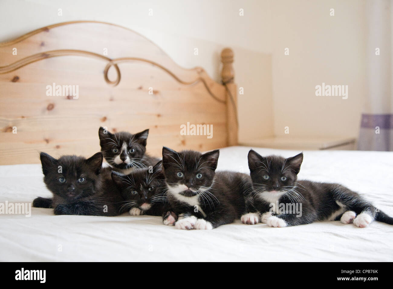 Bundle of adorable black and white kittens Stock Photo