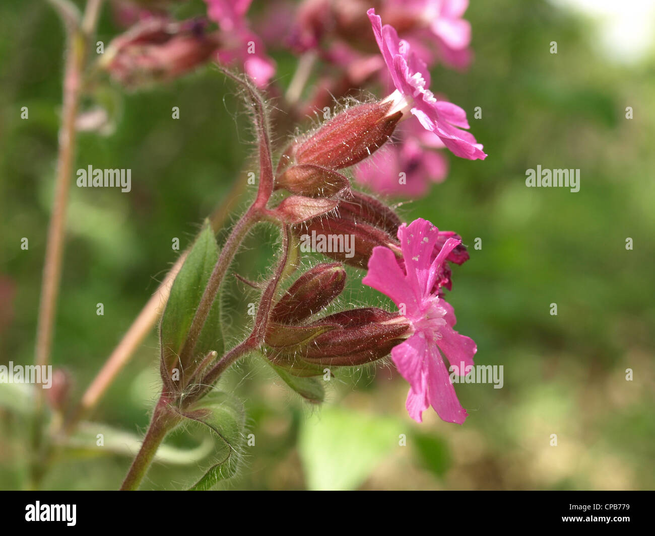 Red campion / Silene dioica / Rote Lichtnelke Stock Photo