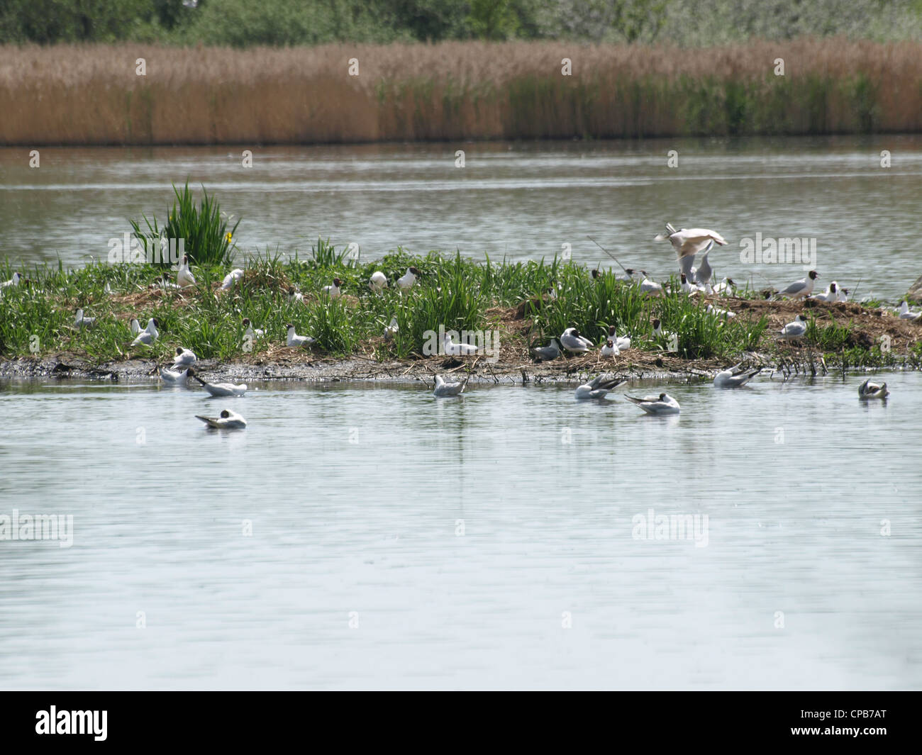 brooding birds on a island in a lake / brütende Vögel auf einer Insel in einem See Stock Photo