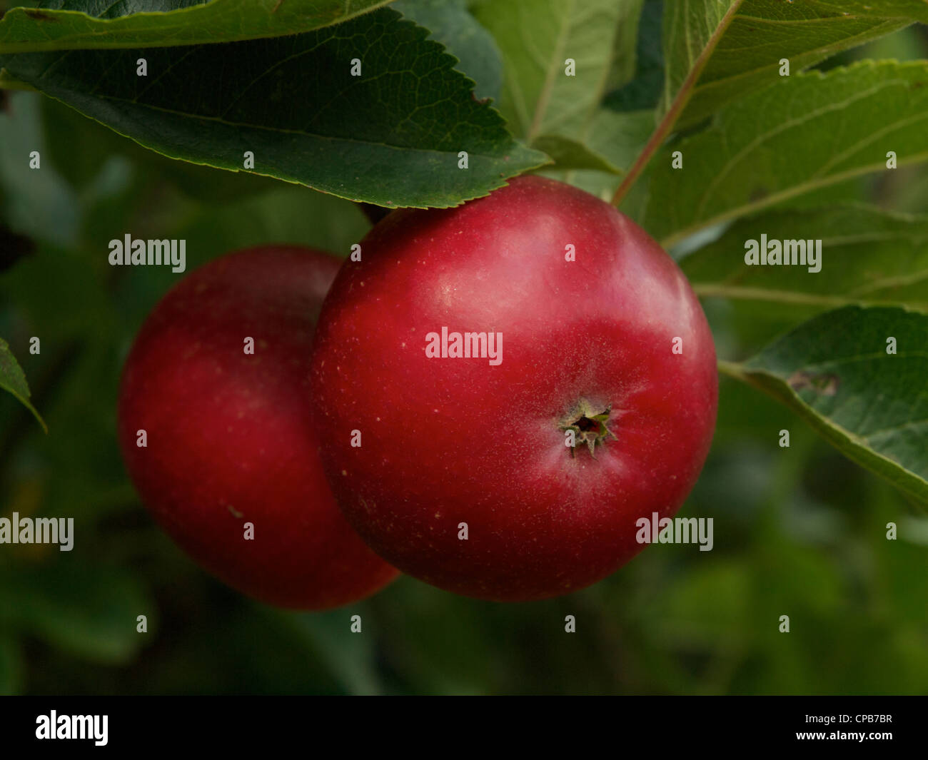 A pair of ripe red Discovery apples on the tree. Stock Photo
