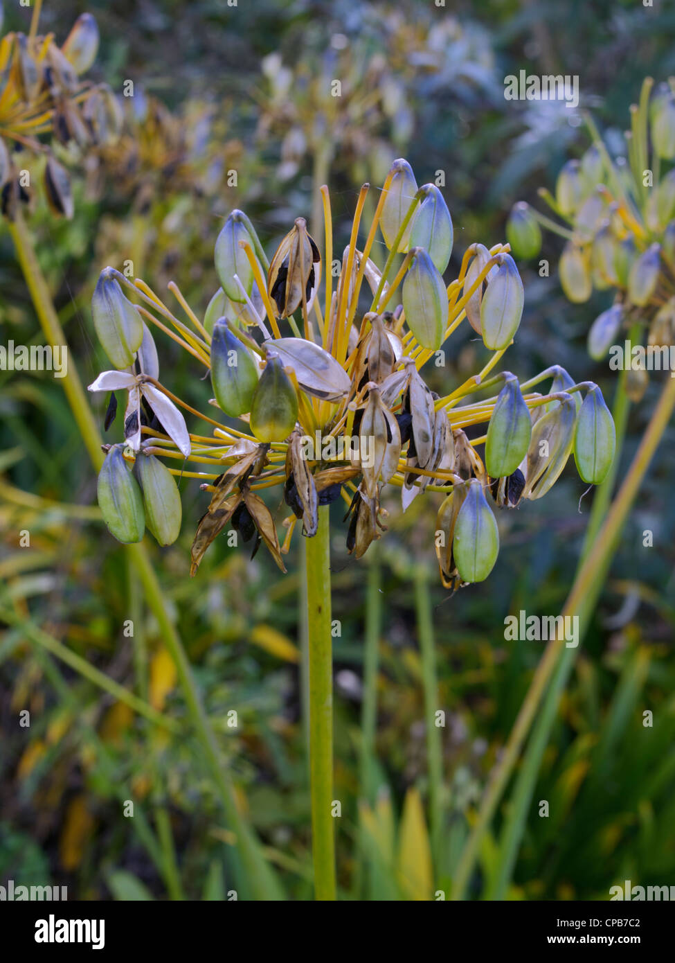 Agapanthus africanas seed head in the autumn showing traces of its blue