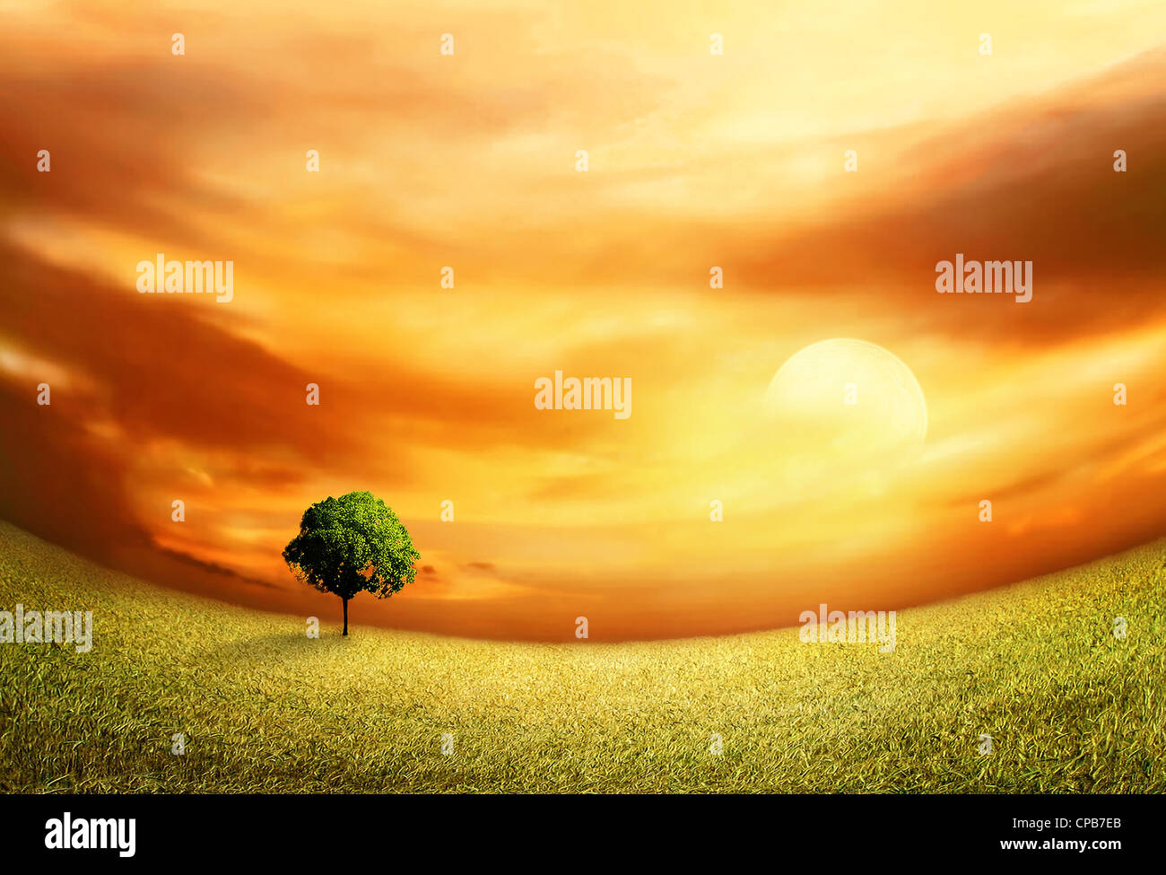 Beautiful Sunset Landscape With Field And Tree Stock Photo - Alamy