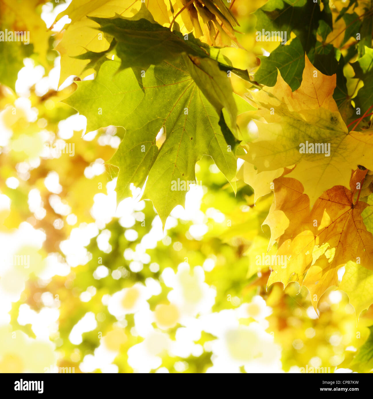 Beautiful glowing maple leaves hi-res stock photography and images - Alamy