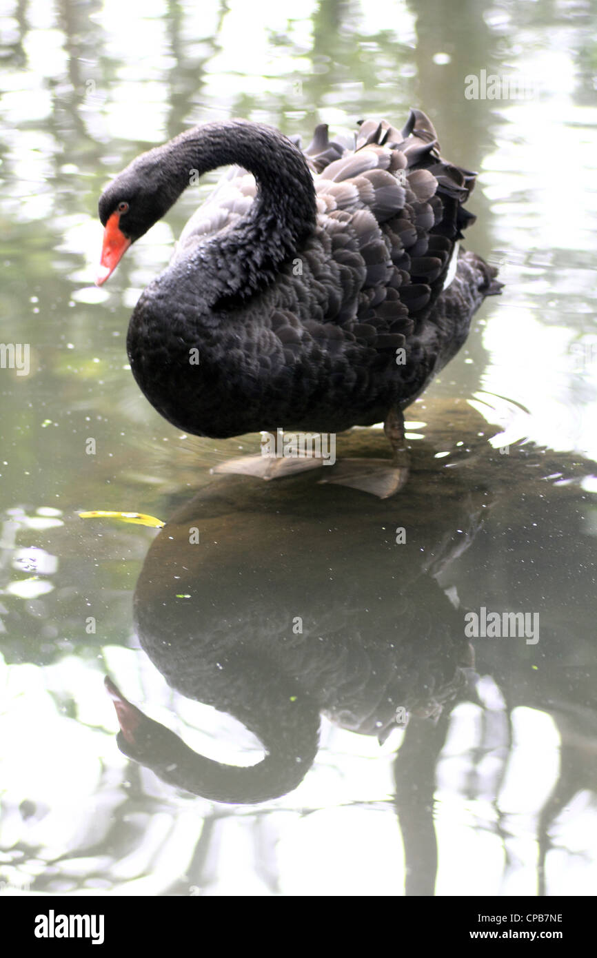 black swan in the pool Stock Photo
